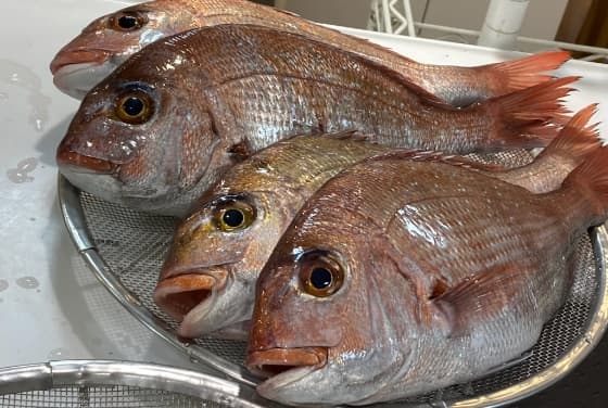 魚の画像