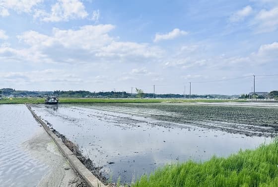 田植えの画像